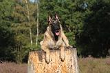 MALINOIS 009